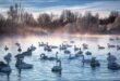 “بحيرة سفيتلو” مأوى البجع الجميلة في سيبيريا
