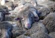 مقتل زوجين مسنّين في مزرعة على يد خروف