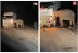 “انتظرت خروجه بالساعات”.. شاهد.. أنثى فيل تحطم شاحنة دهست صغيرها