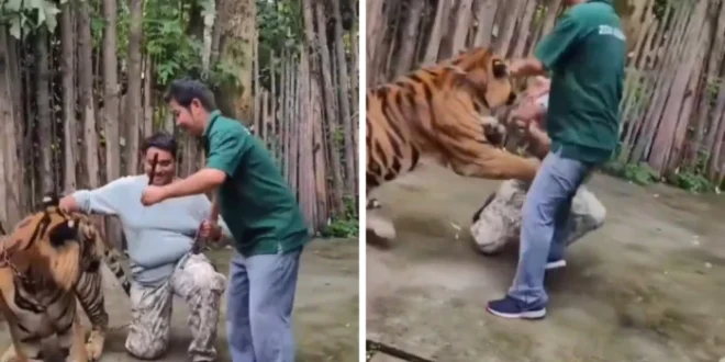 شاهد.. لحظة هجوم نمر على سائح حاول التقاط صورة “سيلفي” معه في تايلاند