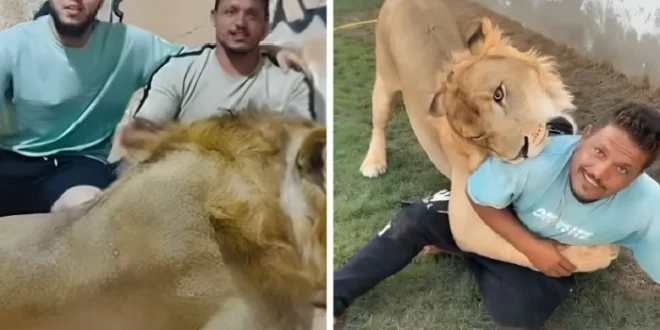 فيديو جديد يكشف حقيقة “الأسد والعامل المصري” في ليبيا