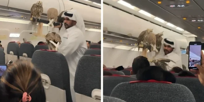 بالفيديو.. مسافر يصطحب صقوره على متن طائرة ويثير جدلا واسعا