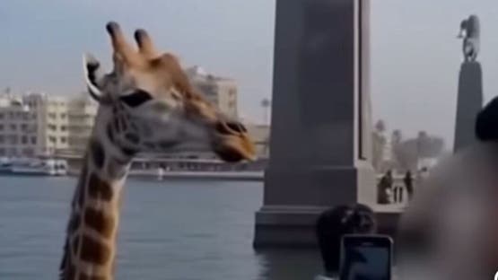 زرافة في نهر النيل.. فيديو يربك المصريين ومسؤول يوضح