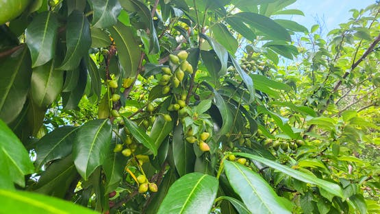 ذهب في قلب الصحراء.. نبات تزرعه مصر سيدر عليها المليارات