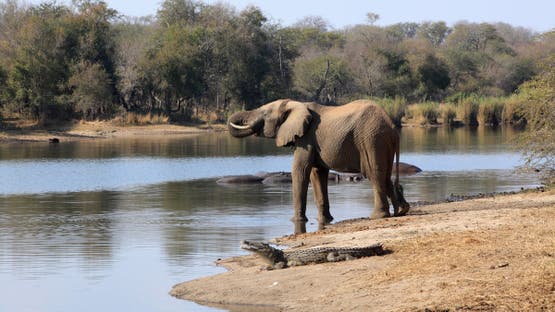 نيجيري يقفز إلى نهر هربا من فيلة غاضبة.. فيقتله تمساح ضخم