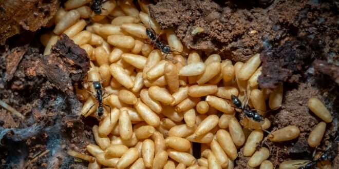 السجن لرجل صيني حاول تهريب 2200 نملة من كينيا